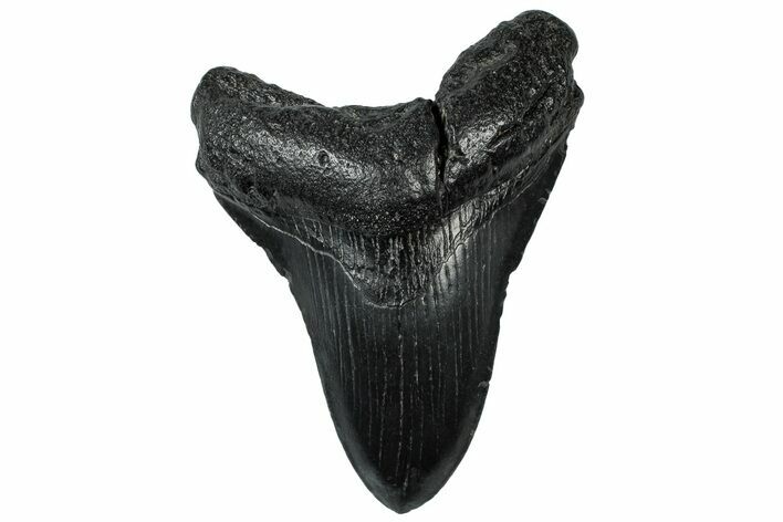 Fossil Megalodon Tooth - South Carolina #299446